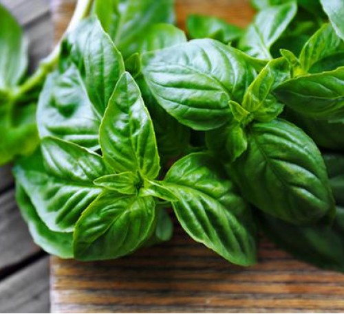 Basil Green 